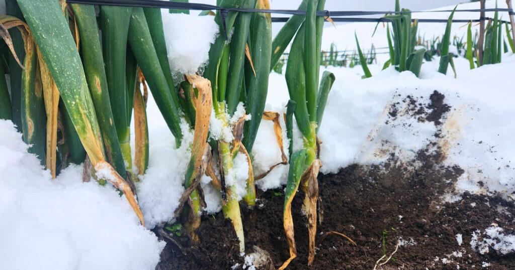 雪の中の極寒越冬白ねぎ