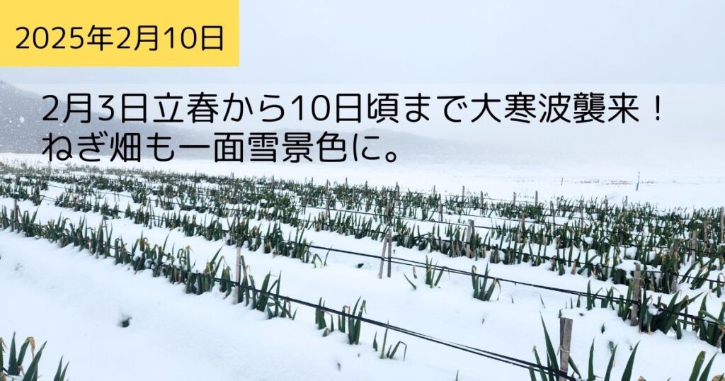 2025年2月10日ネギ畑の様子