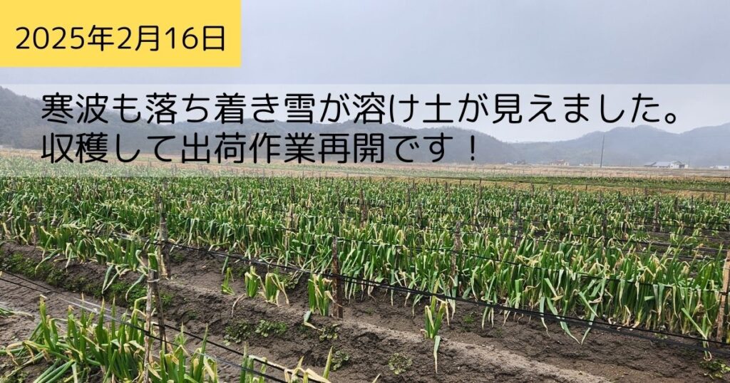 2025年2月16日ネギ畑の様子