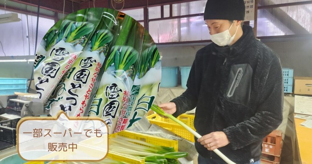 雪の下の白ねぎとして地元の一部スーパーで販売しています