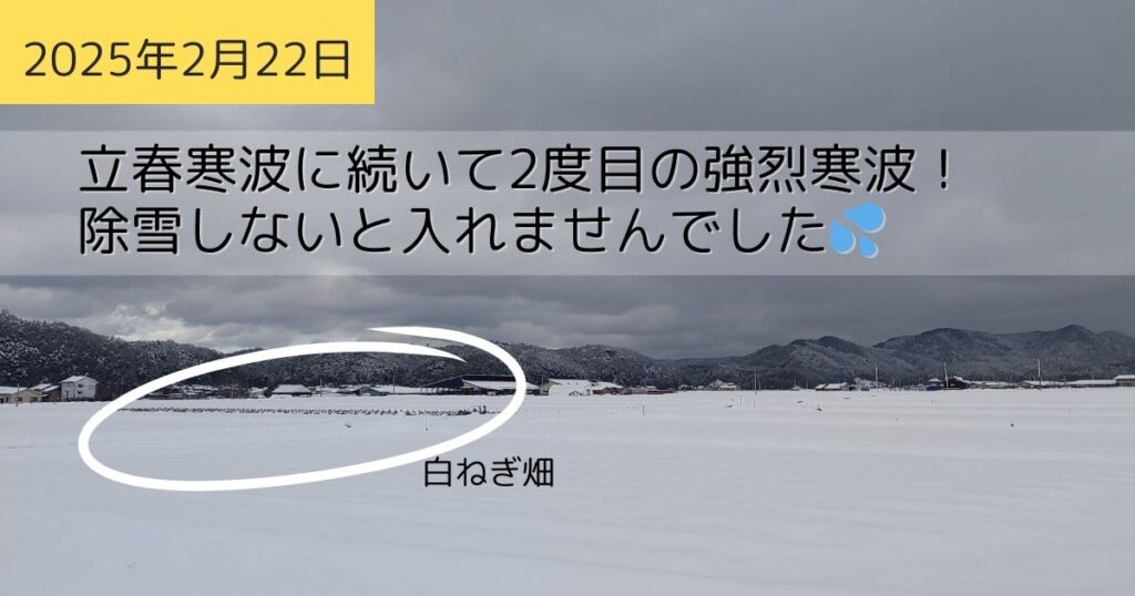 2025年2月22日ねぎ畑の様子