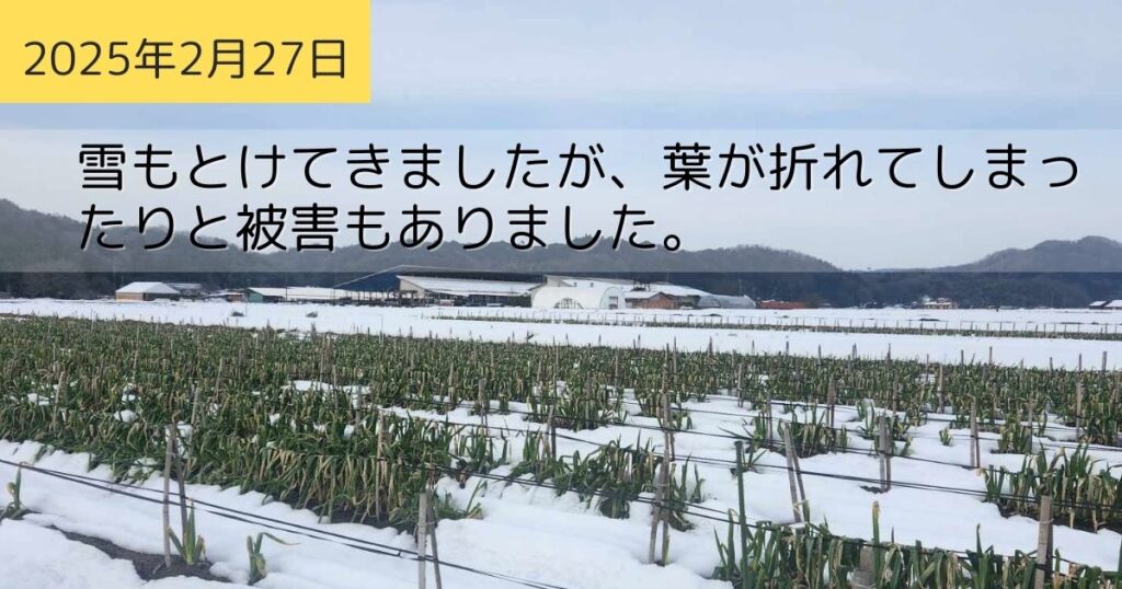 2025年2月27日のねぎ畑の様子