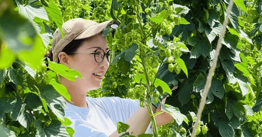 ちょっと乾燥した大きなホップを摘み取ります