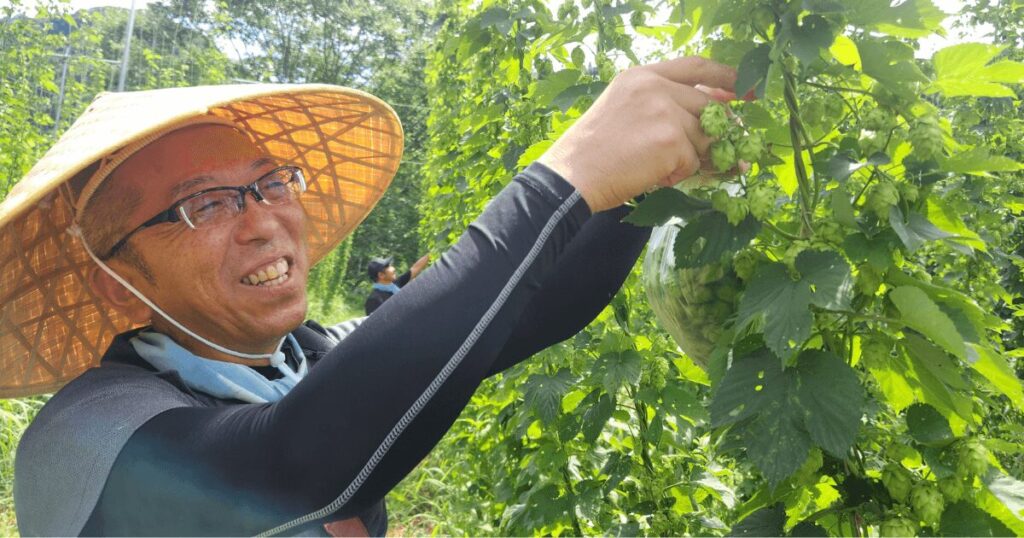 良い香りのホップを摘み取ります