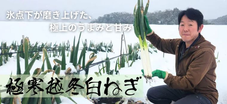 極寒越冬白ねぎ大好評販売中