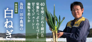 鳥取・田中農場の白ねぎ3kg（約18本から30本） 40年間のこだわりの土づくり 甘くてジューシー 歯触り柔らかな特別栽培