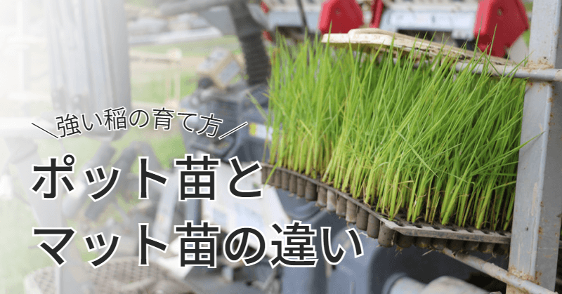 ポット苗を活用した強い稲の育て方｜マット苗との違いも紹介します | 田中農場日誌｜鳥取県八頭町でおいしいお米と野菜を育てる農場スタッフブログ