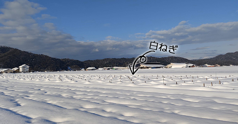 雪にすっぽりと覆われた白ねぎ畑