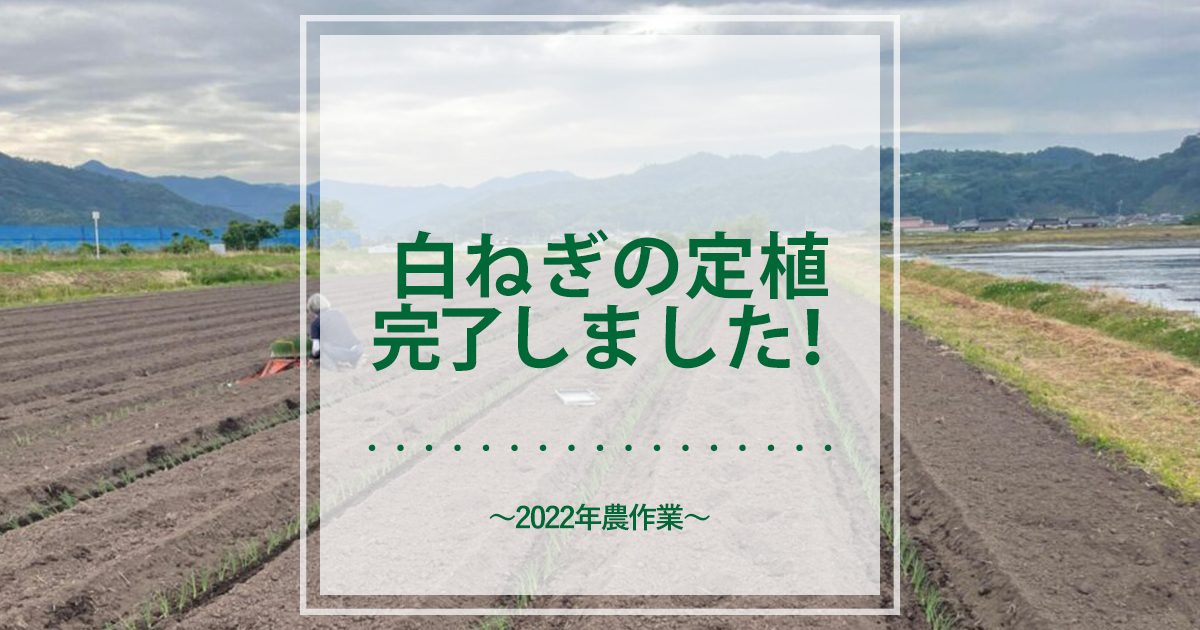 農業だより】2022年白ねぎの定植完了しました！ | 田中農場日誌｜鳥取 