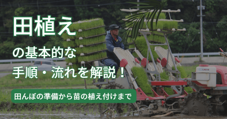 田植えの基本的な手順を解説!田んぼの準備から植え付けまで| 田中農場日誌