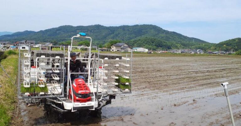 田植えの基本的な手順を解説!田んぼの準備から植え付けまで| 田中農場日誌