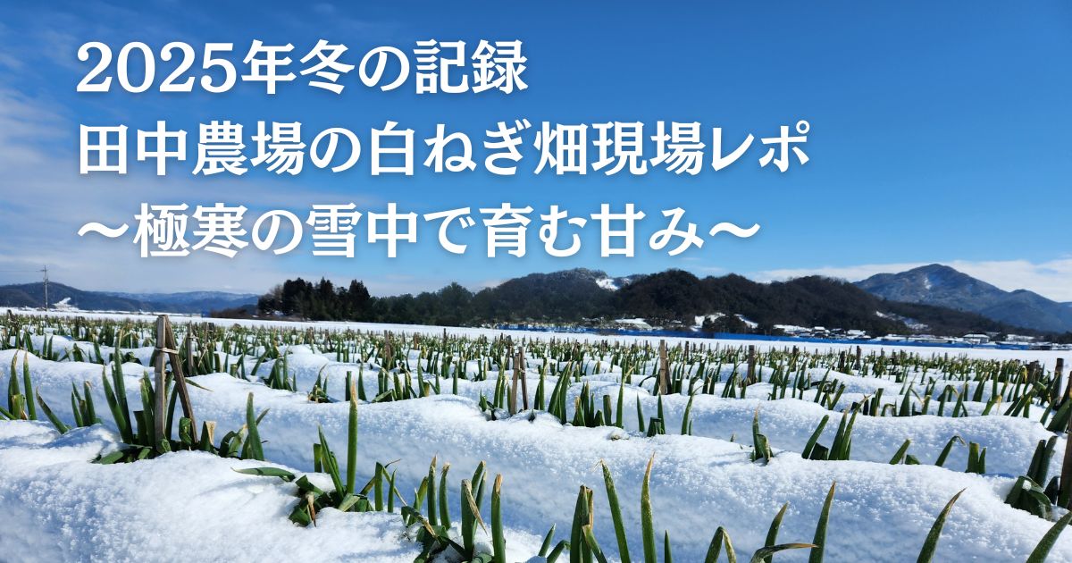 田中農場の白ねぎ畑現場レポ、極寒の雪中で育む甘み2025年の記録